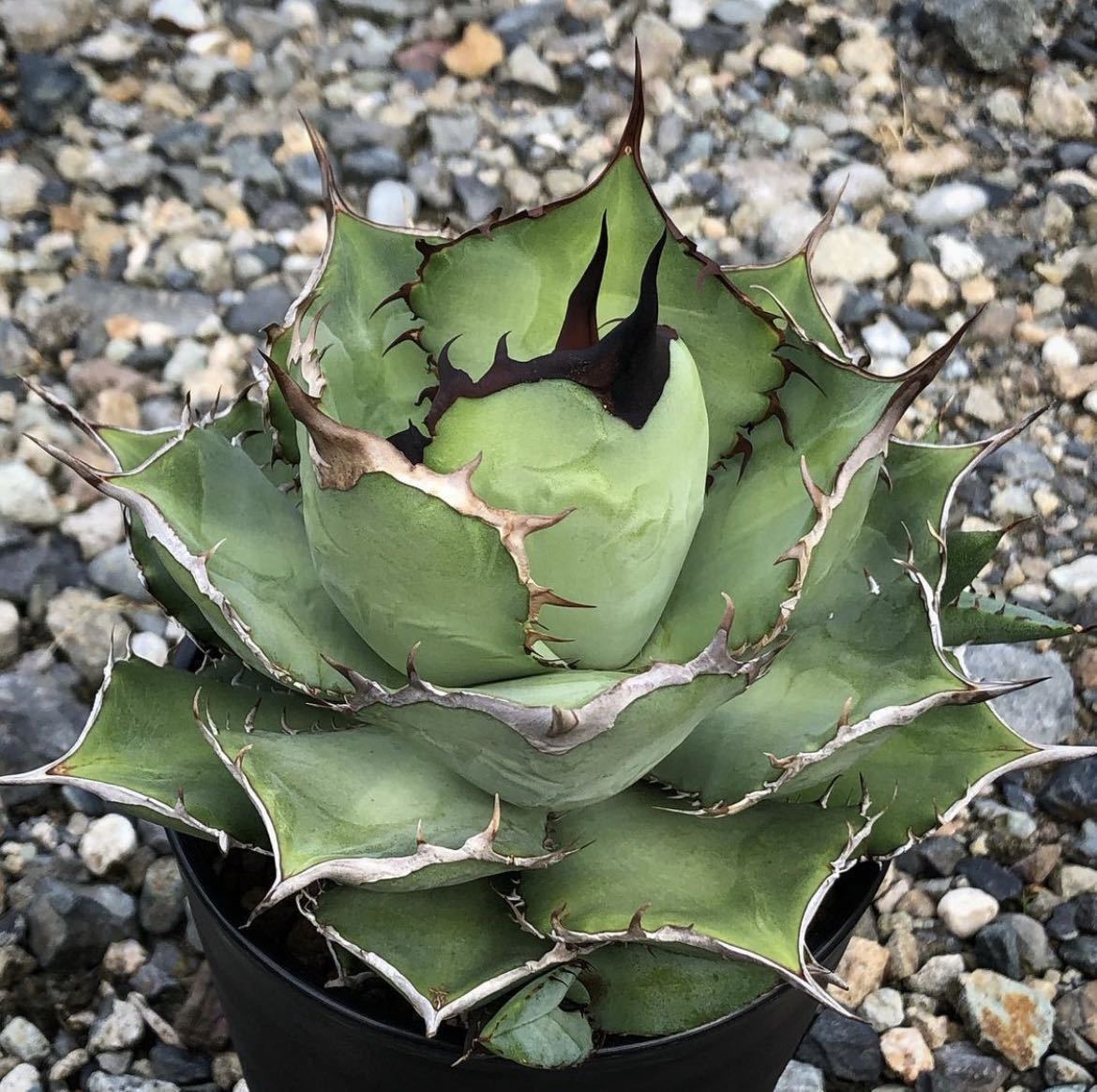 アガベ チタノタ 熊猫 パンダ agave titanota panda ① www.neelikon.co.uk