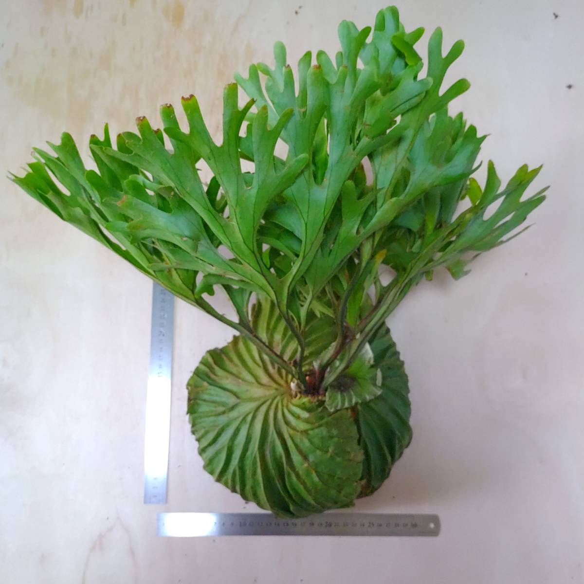 ☆1円スタート☆03 ビカクシダ 植物☆Platycerium ridleyi (プラティケ