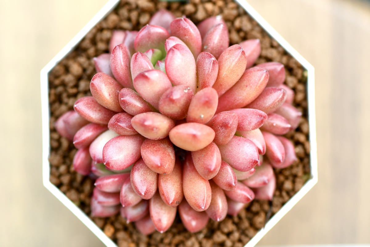 多肉植物 グラプトベリア ピンクルルビー 根付き苗 寄せ植え 第四 多肉植物 グラプトベリア ピンクルルビー 根付き苗 寄せ植え 第四