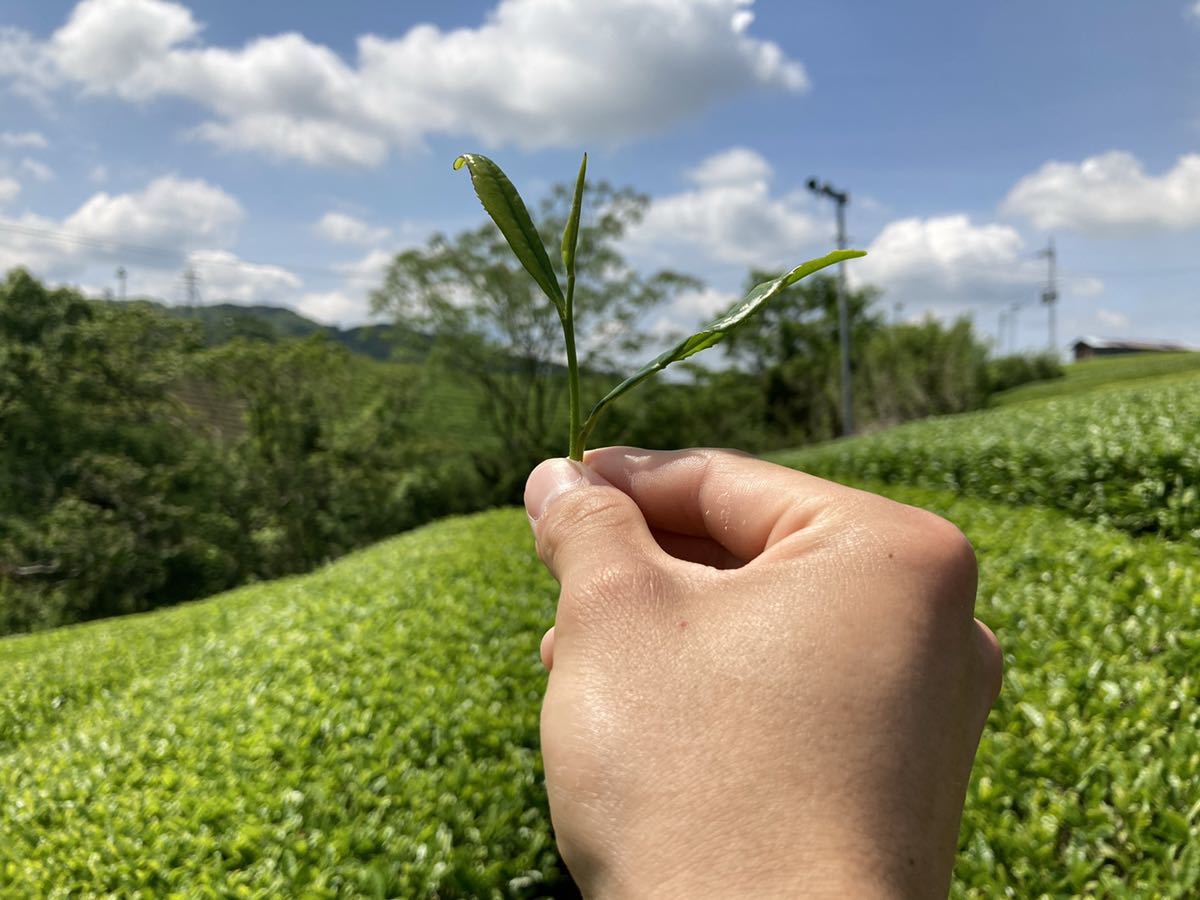 ＊無農薬＊ 特上抹茶　化学肥料不使用　宇治茶100% 2021年産