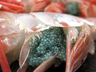  натуральный креветка Botan shrimp 500g L размер (.....) sashimi . еда ..... море . высококлассный пищевые ингредиенты. кнопка море .. . толщина ....p "губа" li. еда чувство (.. креветка )