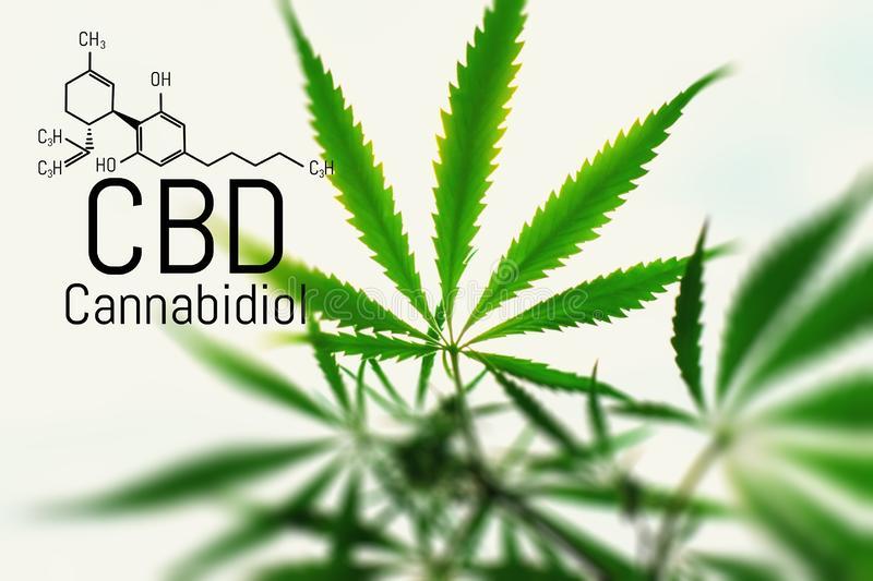 PayPayフリマ|CBD98%ワックス20g フルスペクトラムシャッター