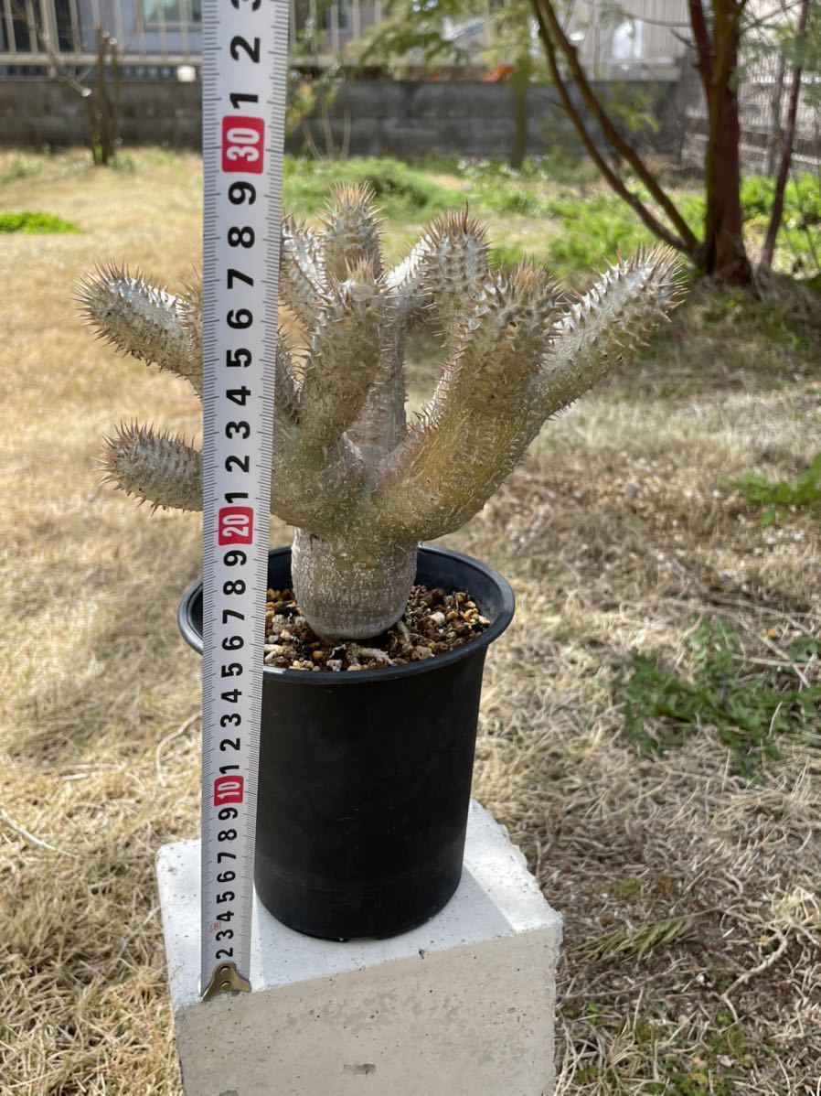 パキポディウム イノピナツム 実生株 塊根 コーデックス 多肉 パキポディウム イノピナツム 実生株 塊根 コーデックス 多肉