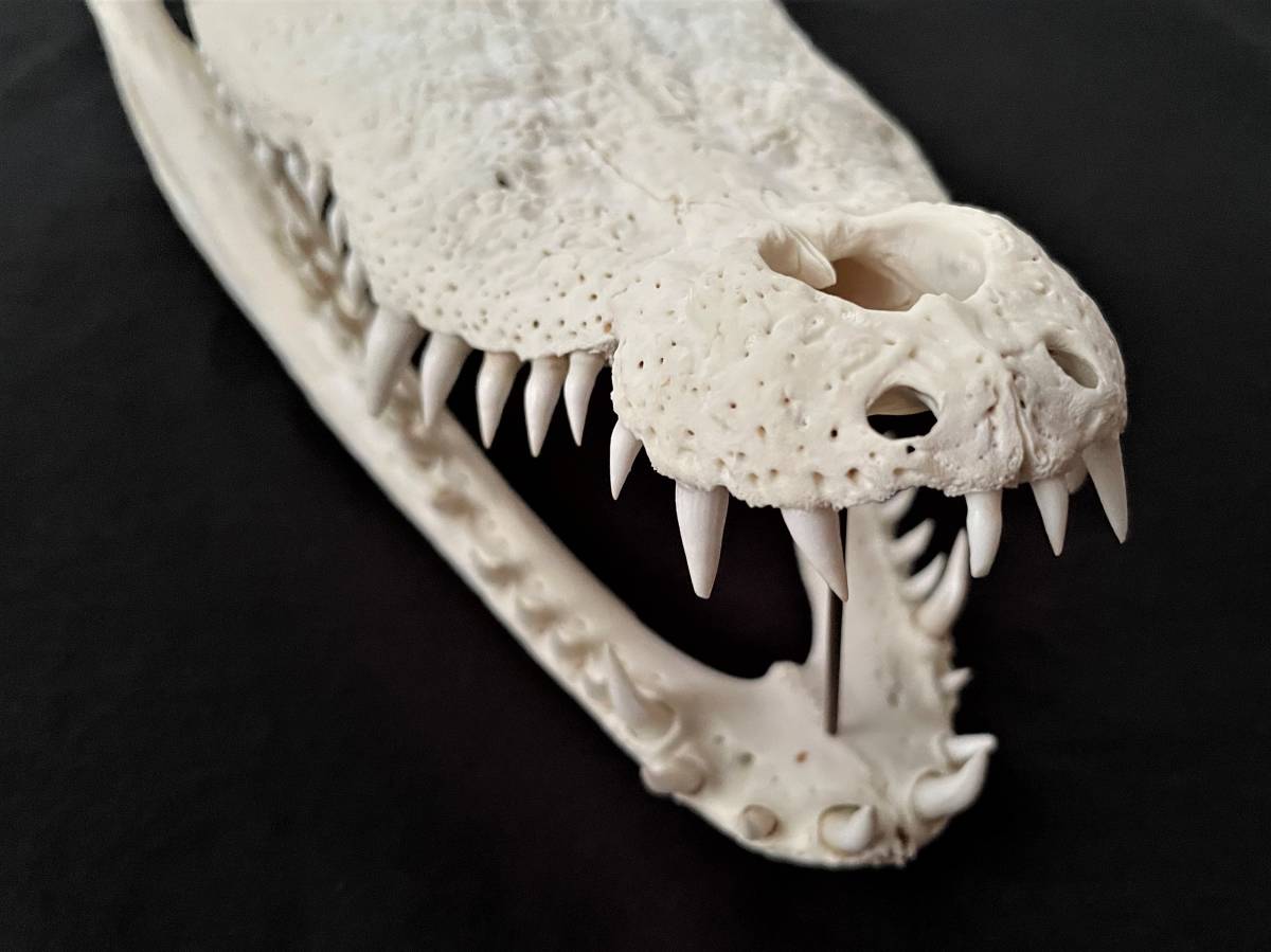 色々な 鰐 頭骨 28cm ワニ・わに・クロコダイル スカル 標本 SKULL 