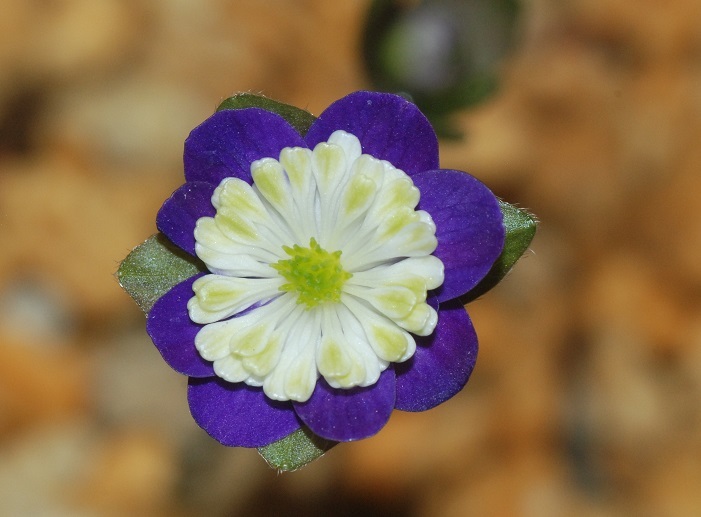 雪割草 最大12%OFFクーポン 白フク系濃紫白二段 安い購入 開花中