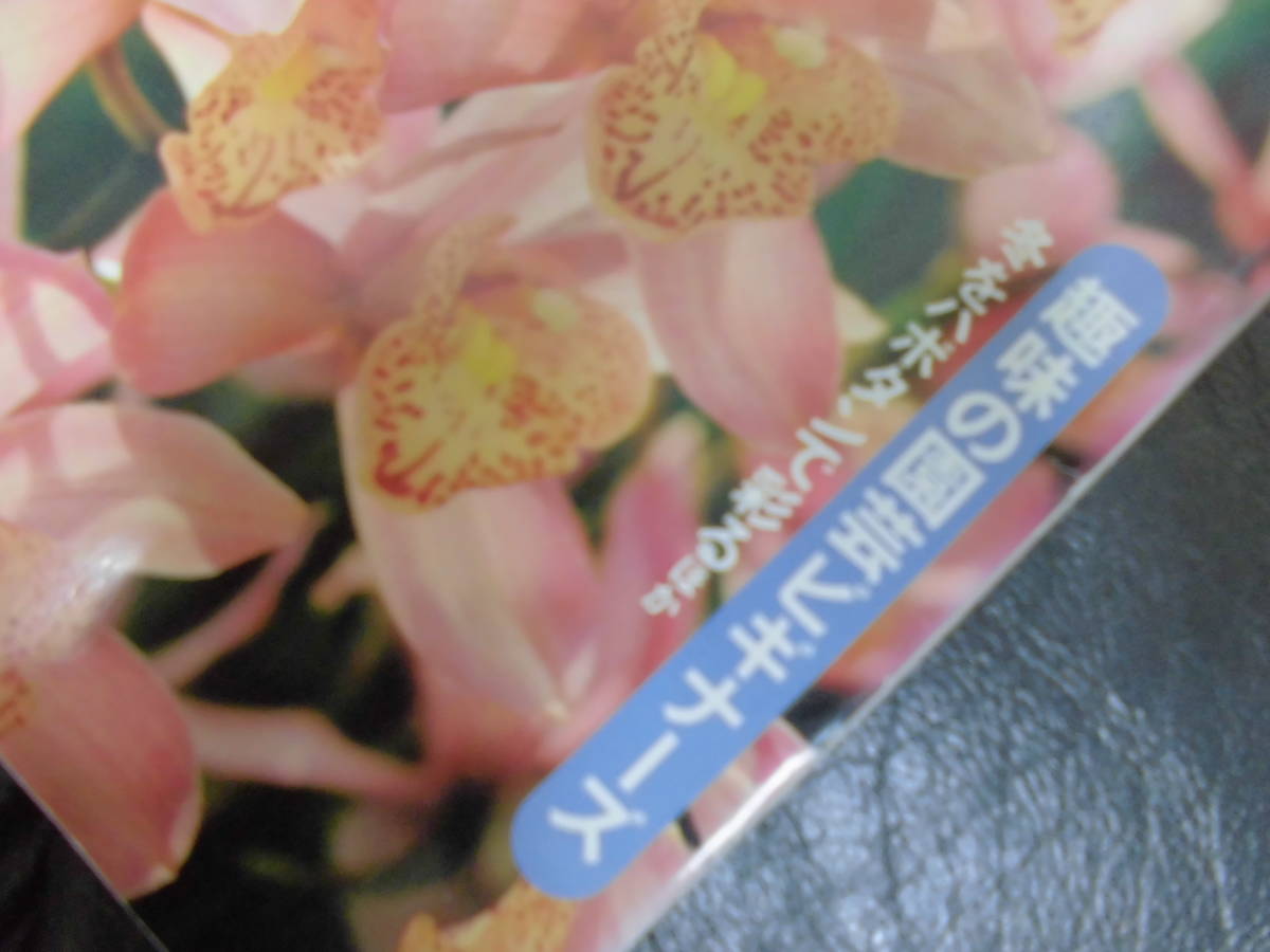 趣味の園芸 NHKテレビテキスト 2010年12月号 エリカ　スイセン　つるバラ　シンビジウム　デンドロビウム　_画像3