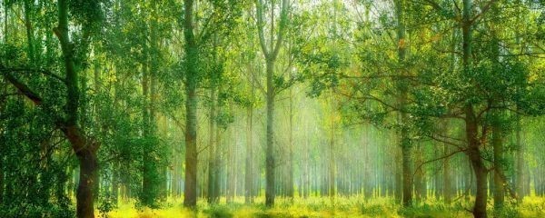 新緑と紅葉の森林浴 森 森林 陽射し 日光浴 パノラマ 癒し 壁紙ポスター 特大パノラマ版 1440×576mm はがせるシール式 105P1_画像1