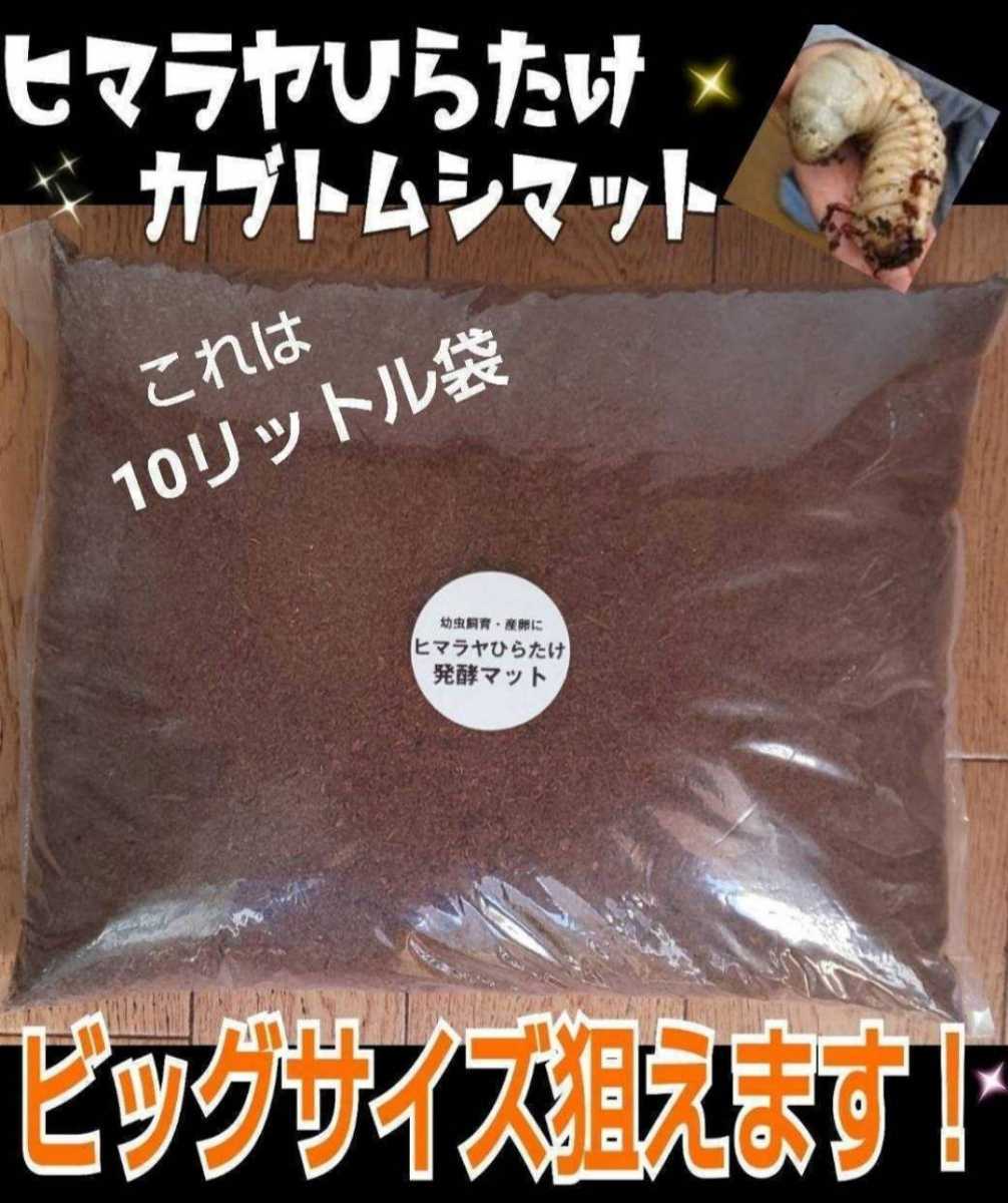 カブトムシ幼虫がビッグサイズに【改良版】ヒマラヤひらたけ発酵マット