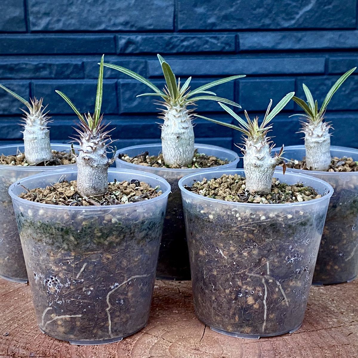パキポディウム・グラキリス ”象牙宮” 5株(Pachypodium rosulatum var