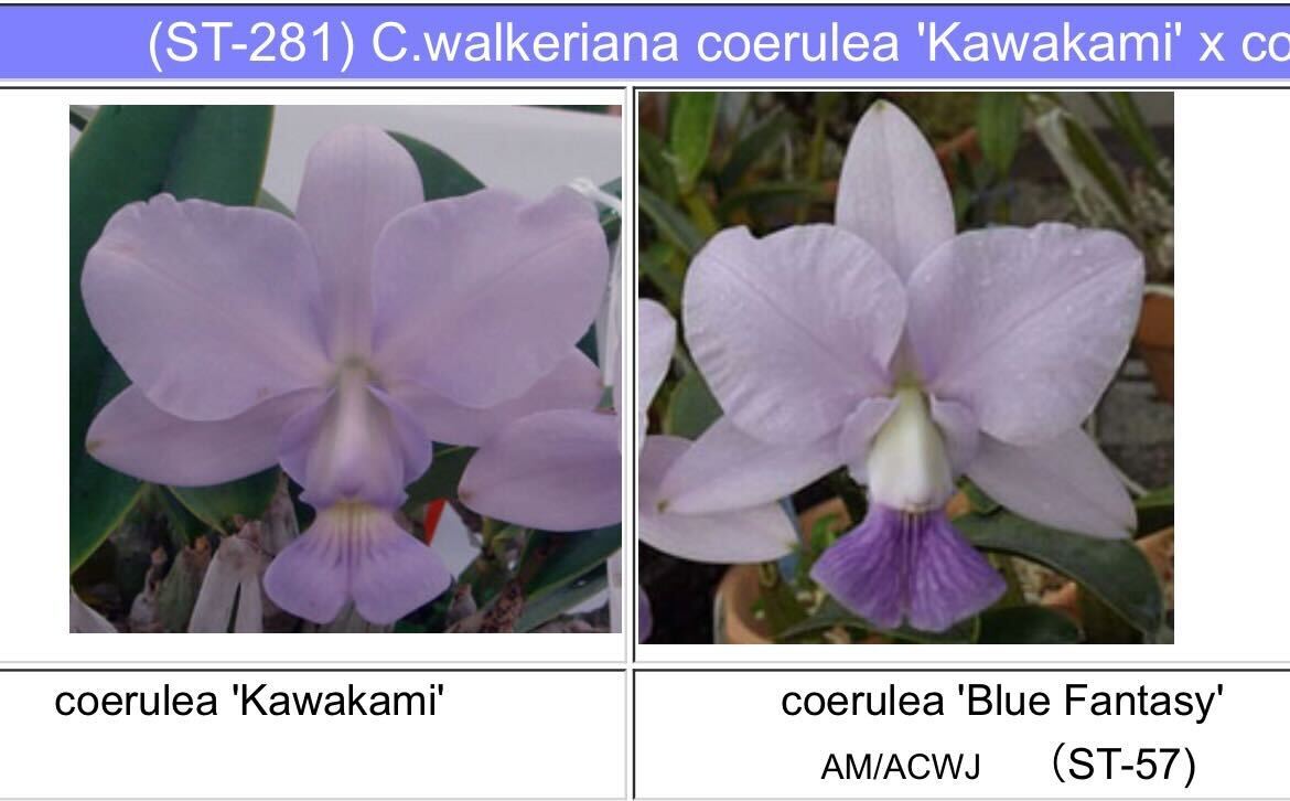 洋蘭原種 ST-281 C.walkeriana coerulea 'Kawakami' x coerulea Blue Fantacy '' セルレア整形期待苗