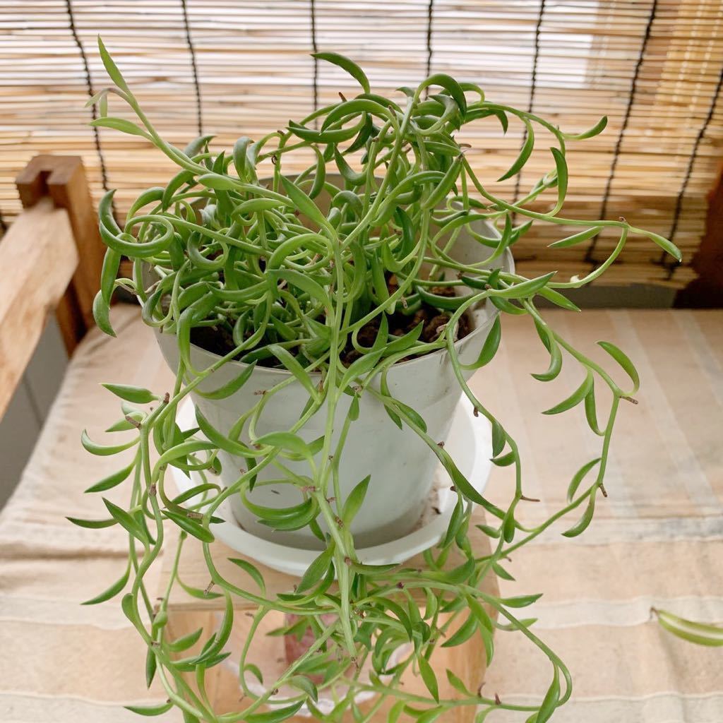 ヤフオク 多肉植物 三日月ネックレス カット苗 10本 ヤフオク 多肉植物 三日月ネックレス カット苗 10本