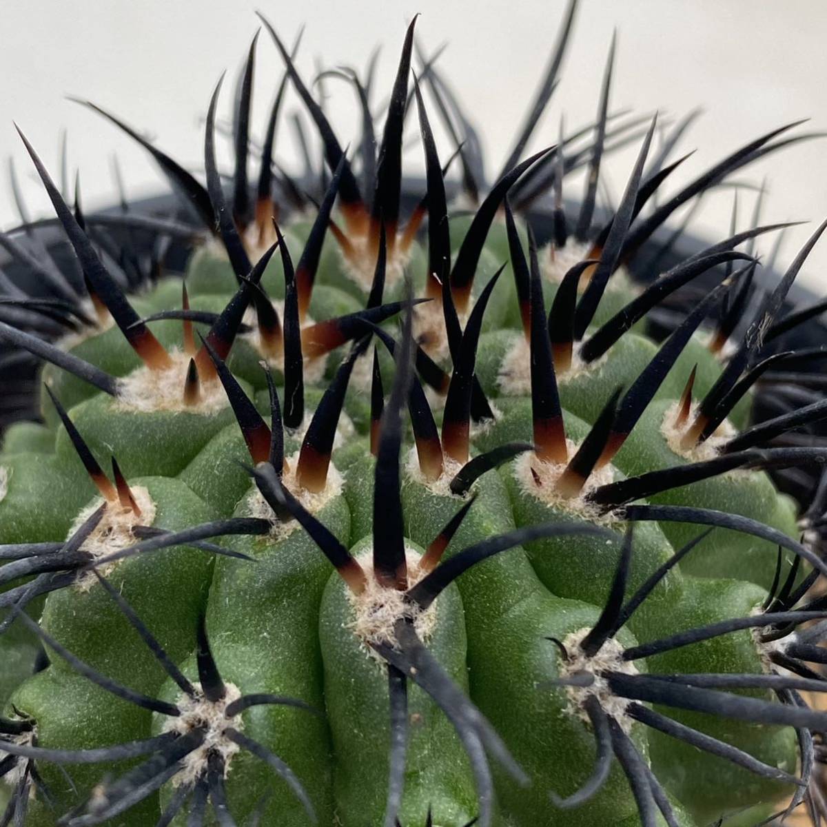 ◇ネオポルテリア 暗黒王 エリオシケ◇サボテン・多肉植物 ◇3330 ◇ネオポルテリア 暗黒王 エリオシケ◇サボテン・多肉植物 ◇3330
