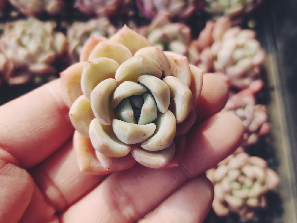 素晴らしい外見 多肉植物 エケベリア オレンジ 7.5cmポット苗