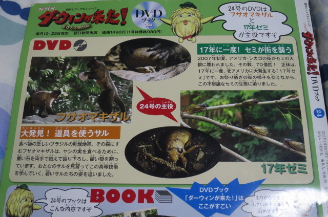 以上節約 ダーウィンが来た Dvdブック フサオマキザル セミ Dvd未開封 Catalasarenas Com 以上節約 ダーウィンが来た Dvdブック フサオマキザル セミ Dvd未開封 Catalasarenas Com