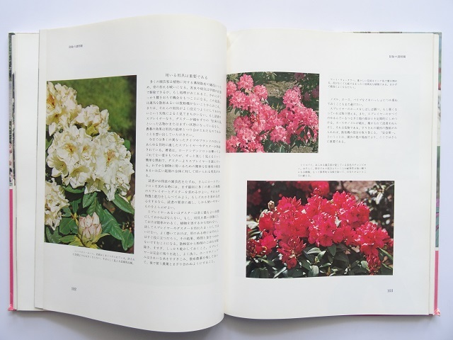 大型本◆ロードデンドロン写真集 本 植物_画像7