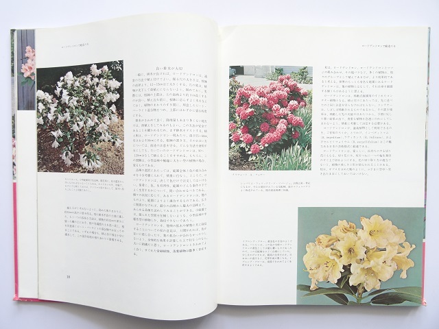 大型本◆ロードデンドロン写真集 本 植物_画像3