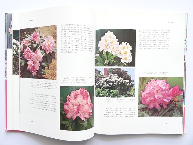 大型本◆ロードデンドロン写真集 本 植物_画像4