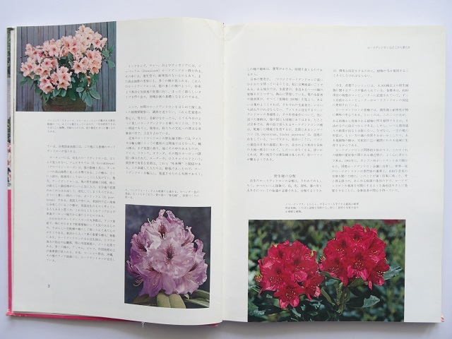 大型本◆ロードデンドロン写真集 本 植物_画像2