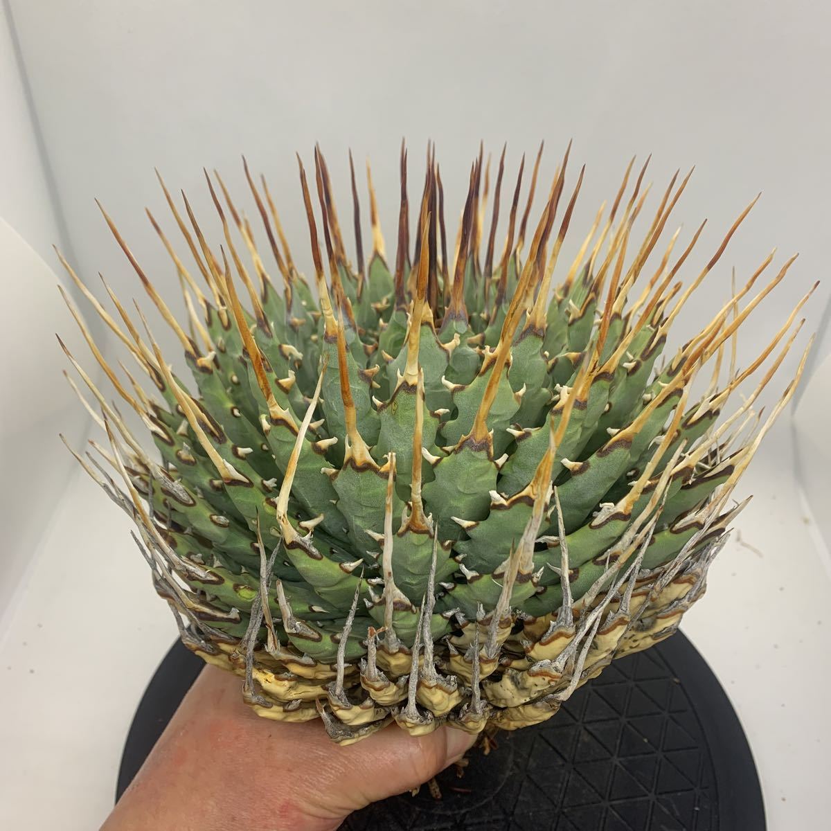 アガベ ユタエンシス エボリスピナ Agave utahensis eborispina wavy アガベ ユタエンシス エボリスピナ Agave utahensis eborispina wavy