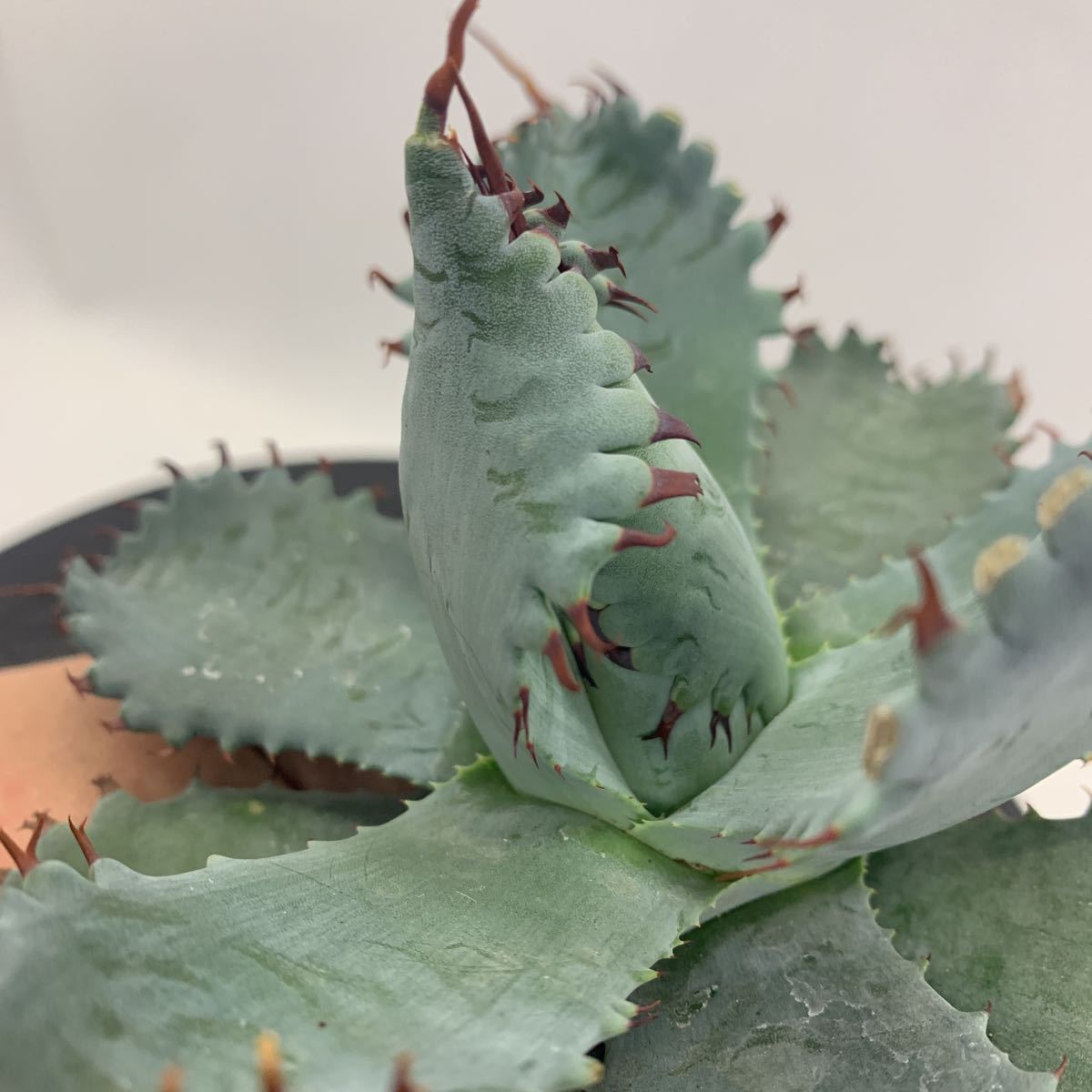 アガベ Agave hyb potatorum×eborispina ポタトラム×エボリスピナ