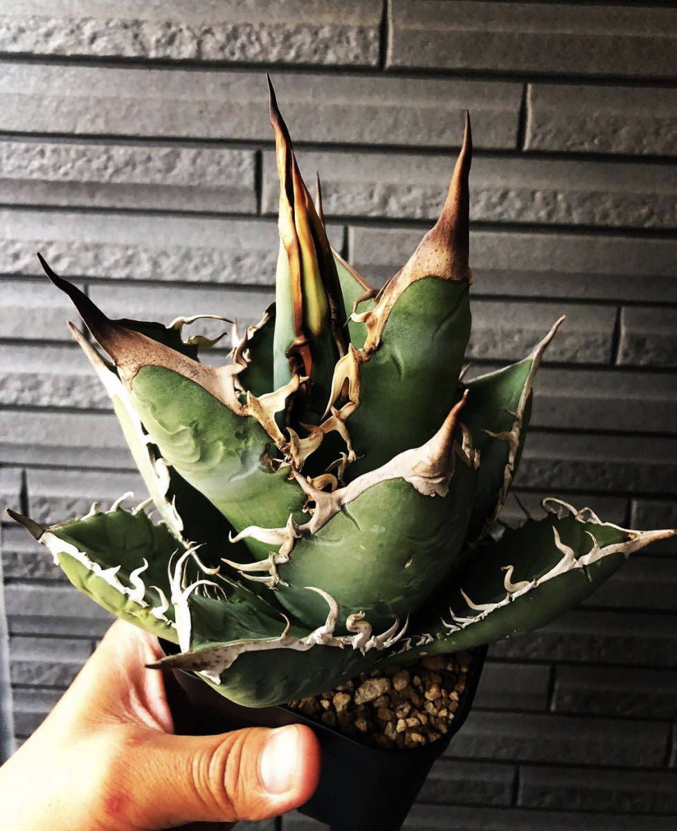 ヤフオク! - Agave titanota oaxaca seedlin...