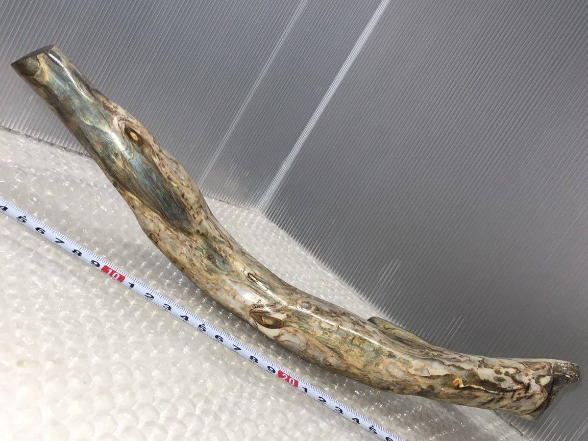 深海松 重さ約767g 検索)ウミマツ 海松 ふかみる サンゴ レインボー