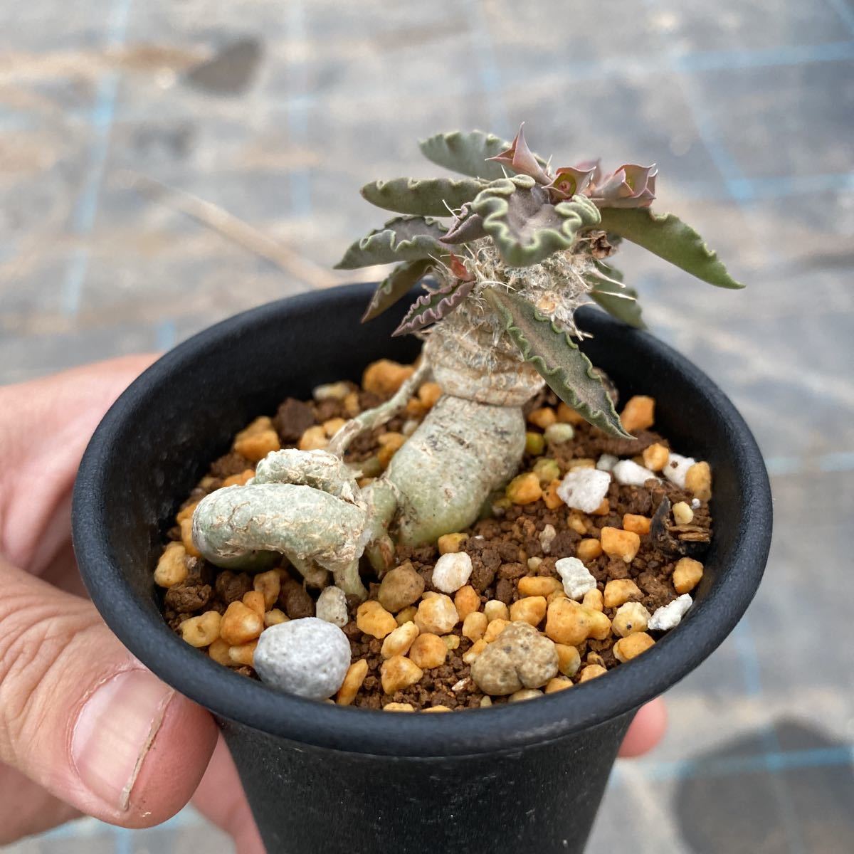 希少①【Euphorbia tulearensis】ユーフォルビア トゥレアレンシス