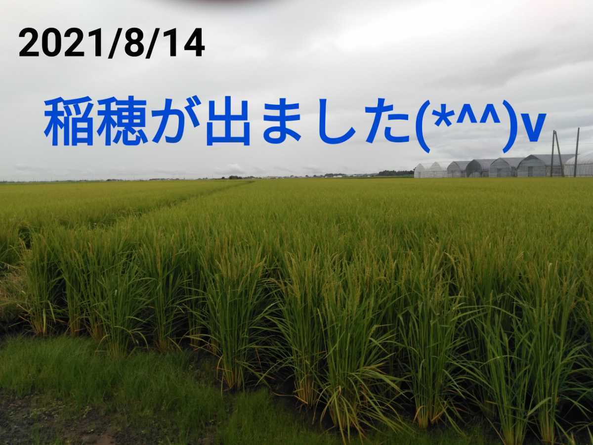 無農薬米新潟県産コシヒカリ10k_画像5