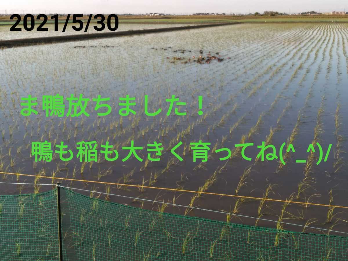 無農薬米新潟県産コシヒカリ10k_画像3