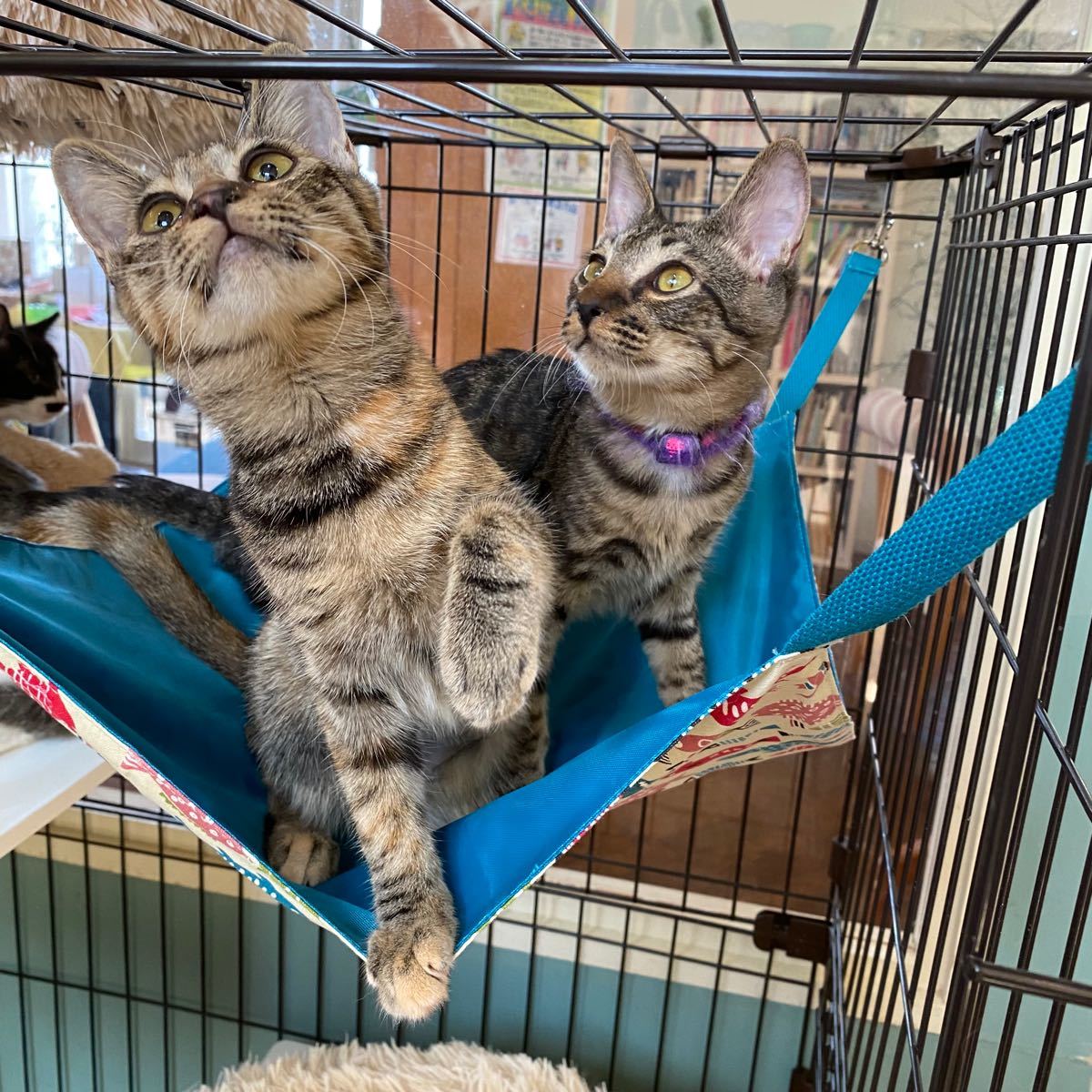 猫 ハンモック 2点セット にゃんもっく ケージ ベッド ニャン 猫 ハンモック 2点セット にゃんもっく ケージ ベッド ニャン