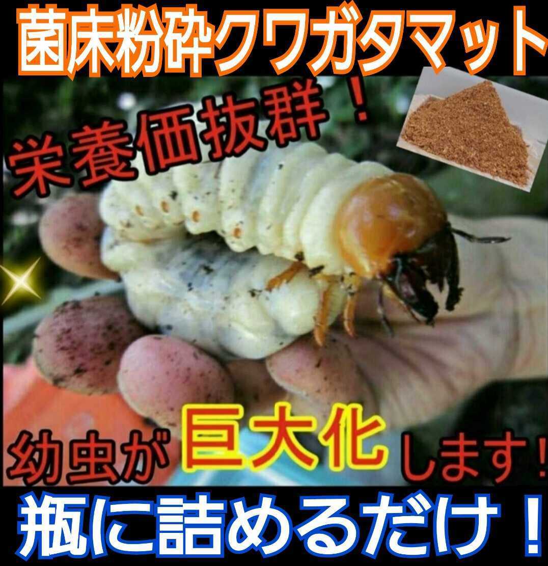 クワガタ幼虫が大きくなる！菌床マット☆瓶に詰めるだけ！オオクワガタ、ヒラタ、ニジイロ、ノコギリなど菌糸系全般に！初令から3令までOK_画像4