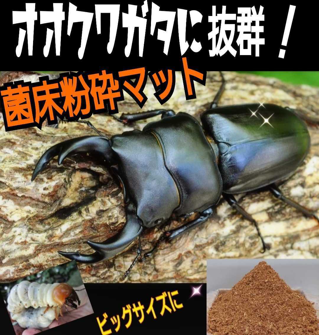 クワガタ幼虫が大きくなる！菌床マット☆瓶に詰めるだけ！オオクワガタ、ヒラタ、ニジイロ、ノコギリなど菌糸系全般に☆初令から3令までOK_画像5