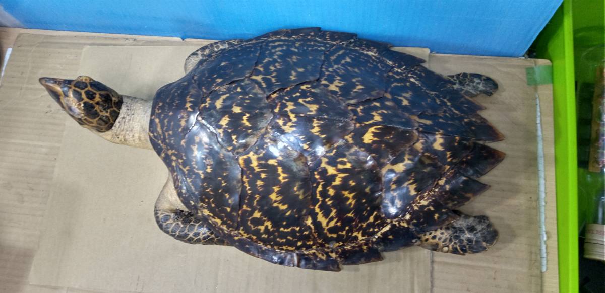 ウミガメ 剥製 重さ1.3k 全長55㎝ 幅33㎝ ウミガメ 剥製 重さ1.3k 全長55㎝ 幅33㎝