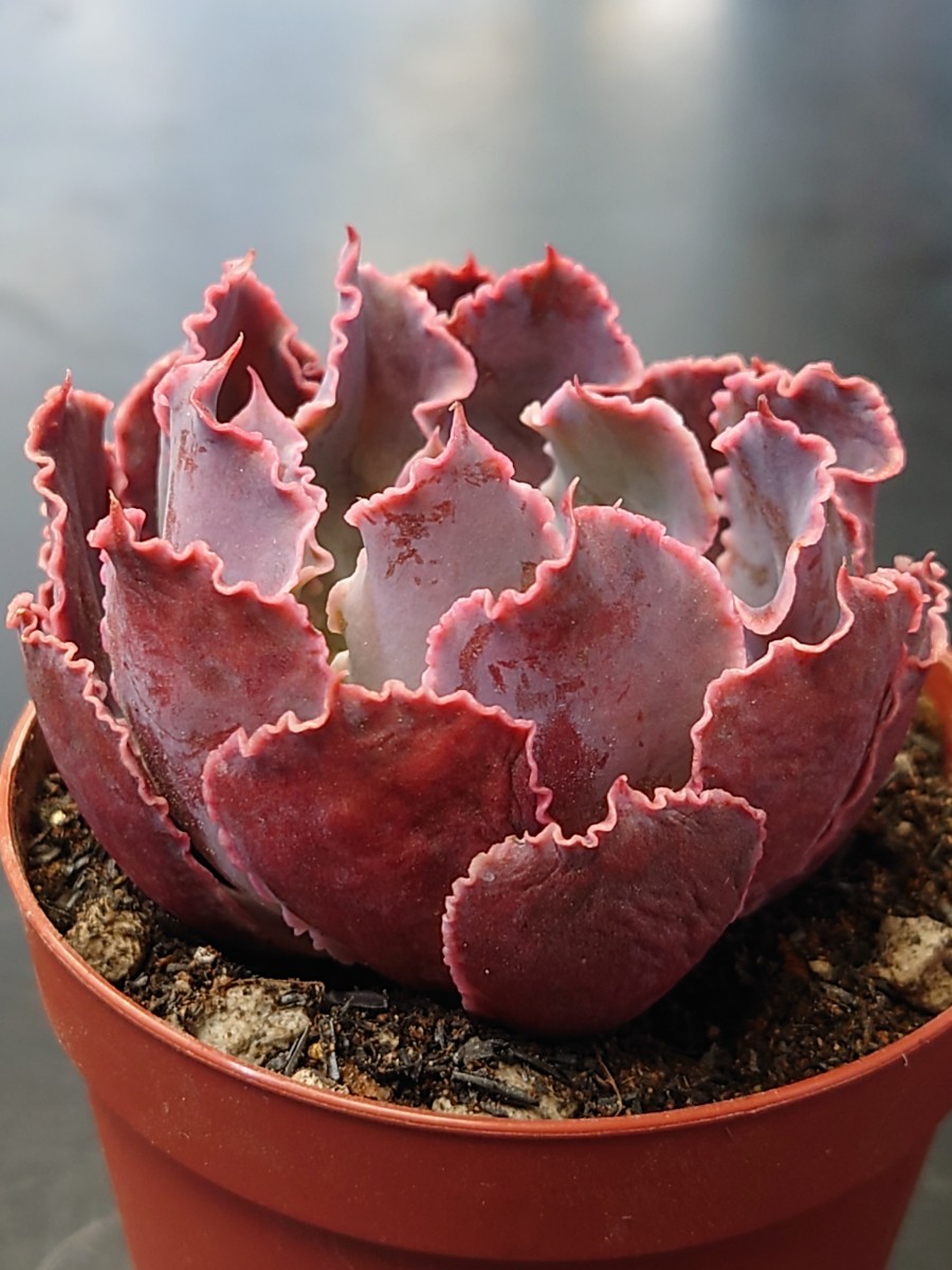 ゆいぴー様専用 多肉植物 マドレ.デル.スール 同梱分