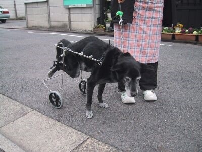 ヤマペットの中形犬用車椅子 柴犬他・レンタル・車いす・車イス