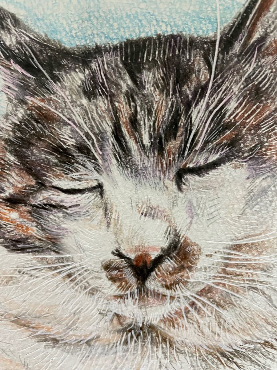 色鉛筆画　ポストカード　絵葉書　ネコ　猫　ねこ　手書きイラスト　一点物　原画　絵画