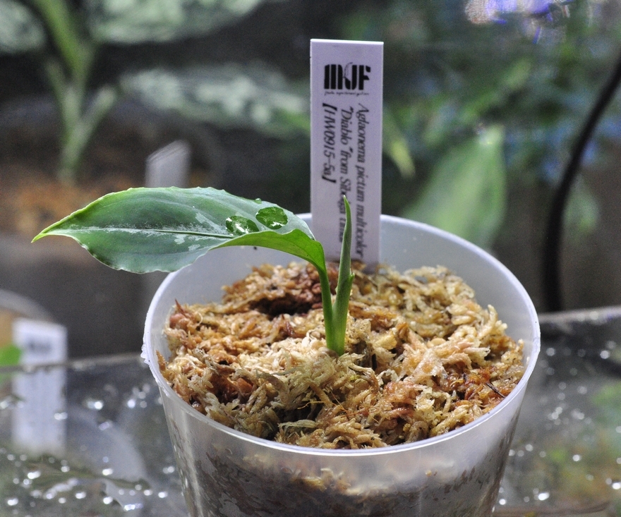 アグラオネマ ピクタム ディアボロ【HW0915-5a】 Aglaonema アグラオネマ ピクタム ディアボロ【HW0915-5a】 Aglaonema