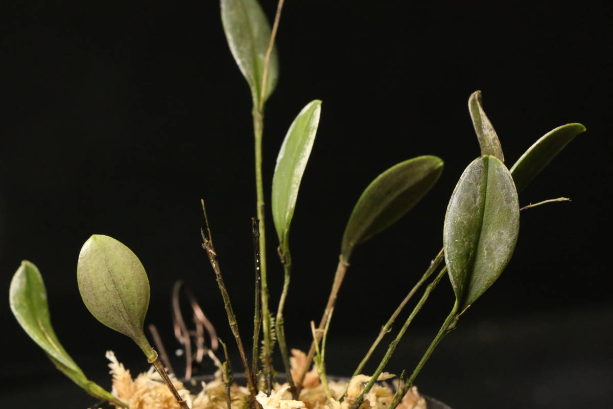 Lepanthes zamorensis パルダリウム テラリウム レパンテス