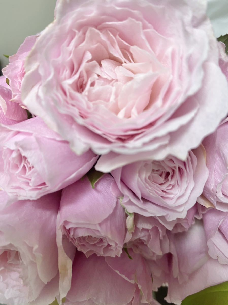 バラ苗 切花品種 淡いピンク 平咲き てまり 薔薇 バラ 売買されたオークション情報 Yahooの商品情報をアーカイブ公開 オークファン Aucfan Com
