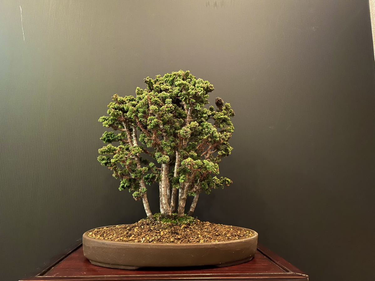 超逸品 石化桧 雅 9本寄せ植え