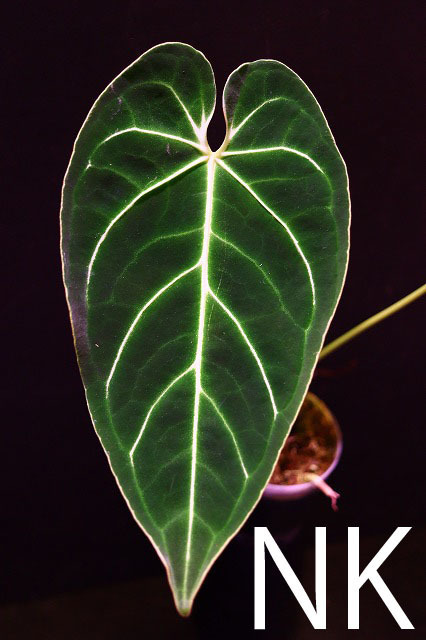 NK】転売 Anthurium regale Dark Narrow【フィロデンドロン NK】転売 Anthurium regale Dark Narrow【フィロデンドロン