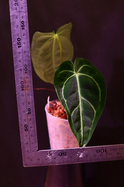NK】転売 Anthurium regale Dark Narrow【フィロデンドロン NK】転売 Anthurium regale Dark Narrow【フィロデンドロン
