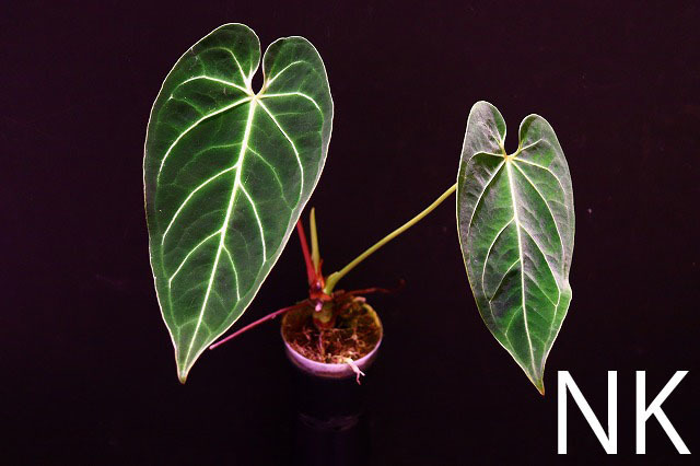 NK】転売 Anthurium regale Dark Narrow【フィロデンドロン NK】転売 Anthurium regale Dark Narrow【フィロデンドロン