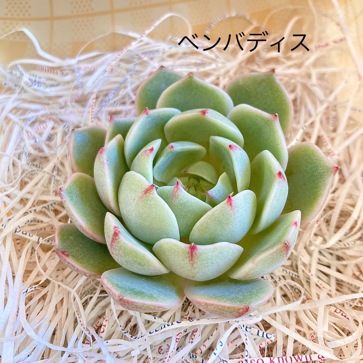 多肉植物葉挿しセット(発芽済) | des-heros.fr