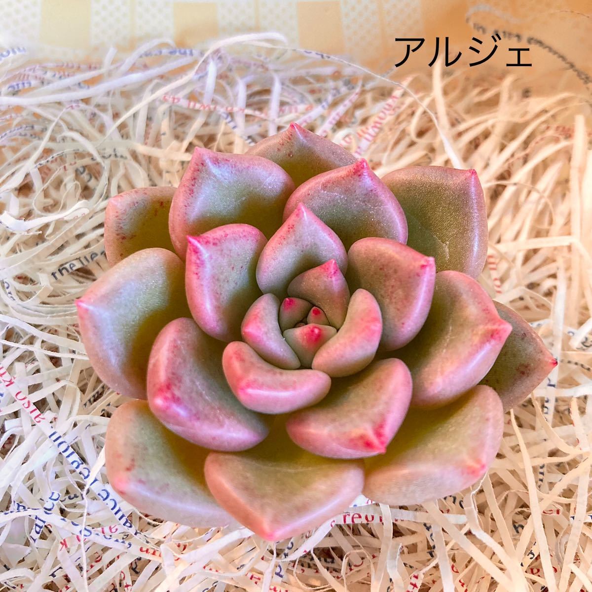 お得】 多肉植物 エケベリア 韓国苗 寄せ植えセット➁