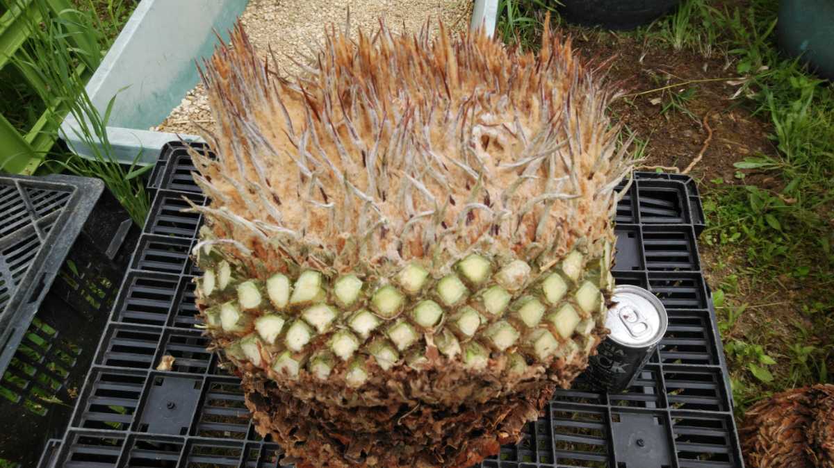 獅子ソテツ 原木挿し木用 奄美大島産蘇鉄 獅子ソテツ 原木挿し木用 奄美大島産蘇鉄