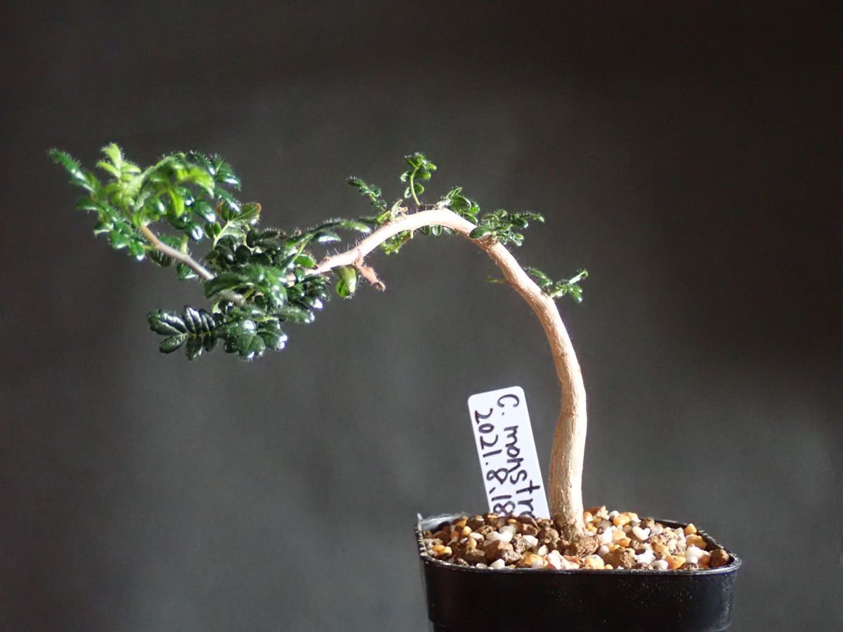 コミフォラ モンストローサ Commiphora monstrosa 2021/8/18播種 コミフォラ モンストローサ Commiphora monstrosa 2021/8/18播種