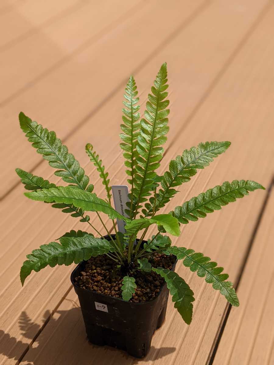 直販特注品 正規タグ付親株!!ブレクナム オブツタサム/Blechnum