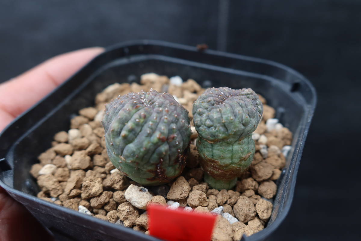 N□ 実生 □ ユーフォルビア・オベサ モンスト □Euphorbia obesa□綴