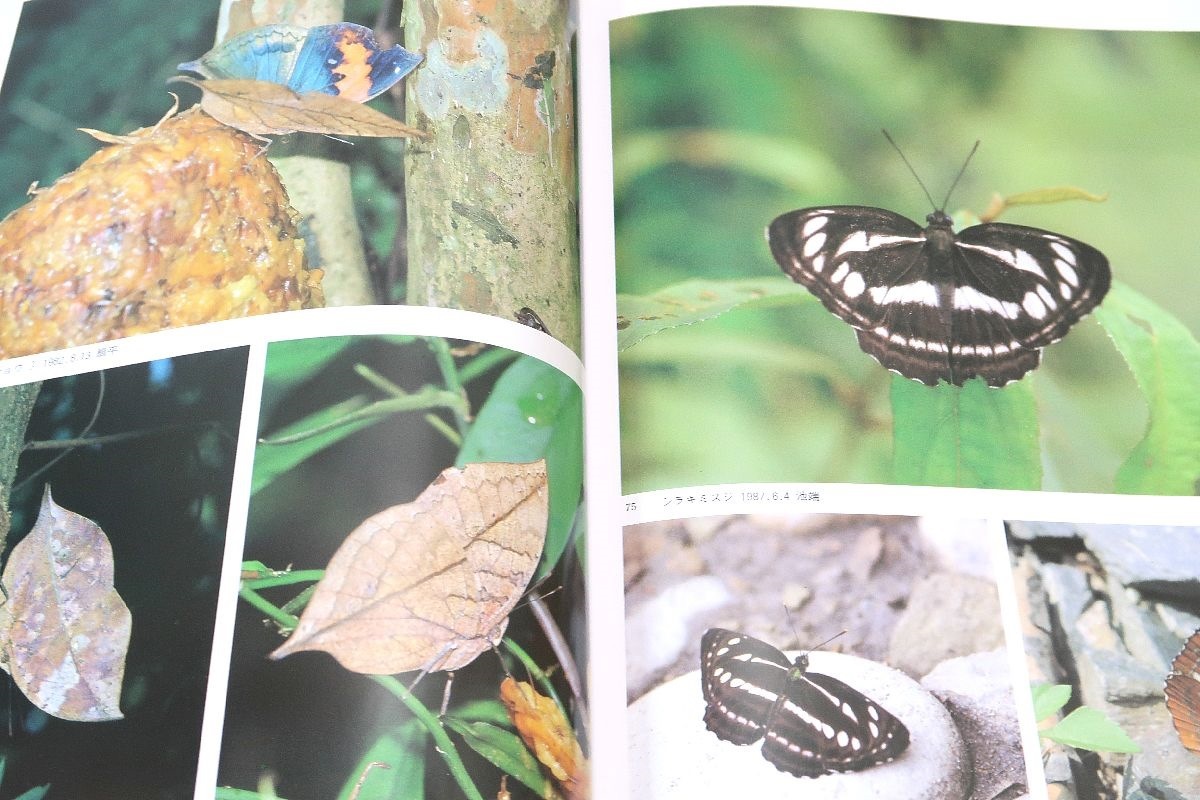 台湾の蝶と自然と人・3冊/内田春男/台湾の蝶の生態研究/ランタナの花
